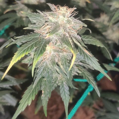 Tutan growlog timeline photo
