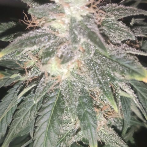 Tutan growlog timeline photo