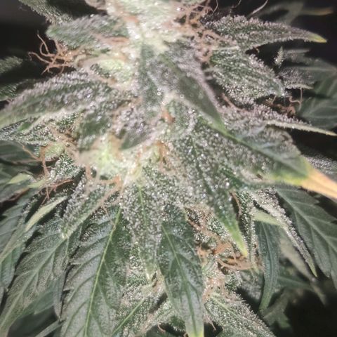 Tutan growlog timeline photo