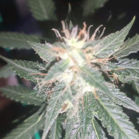 Tutan growlog timeline photo