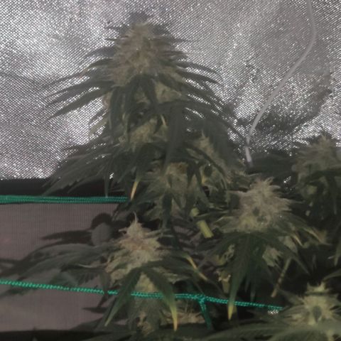 Tutan growlog timeline photo