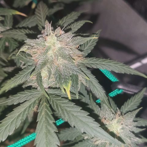 Tutan growlog timeline photo