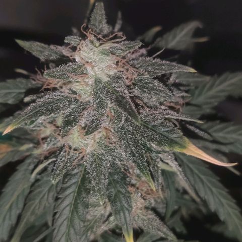 Tutan growlog timeline photo