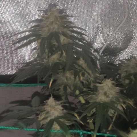 Tutan growlog timeline photo