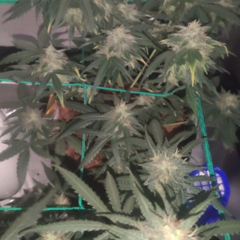 Tutan growlog timeline photo