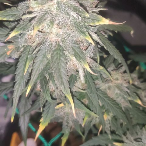 Tutan growlog timeline photo
