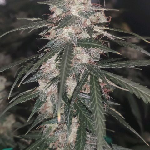 Tutan growlog timeline photo