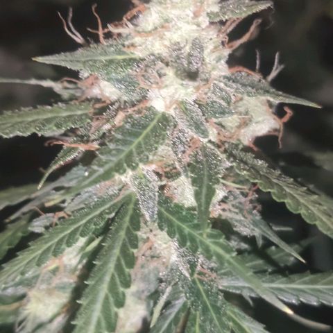 Tutan growlog timeline photo