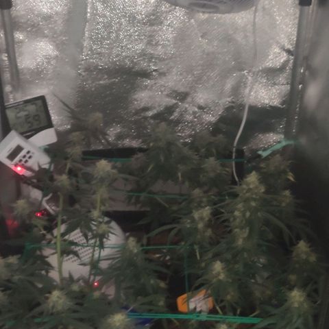 Tutan growlog timeline photo