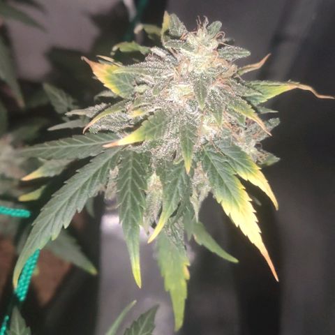 Tutan growlog timeline photo