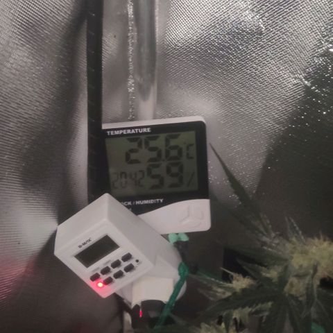 Tutan growlog timeline photo
