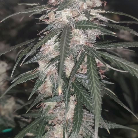 Tutan growlog timeline photo