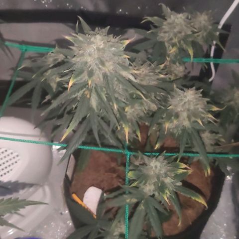 Tutan growlog timeline photo