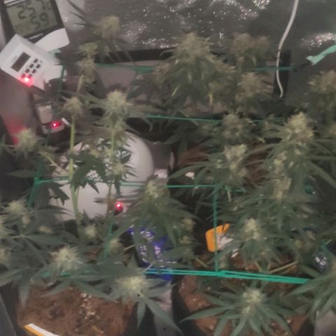 Tutan growlog timeline photo