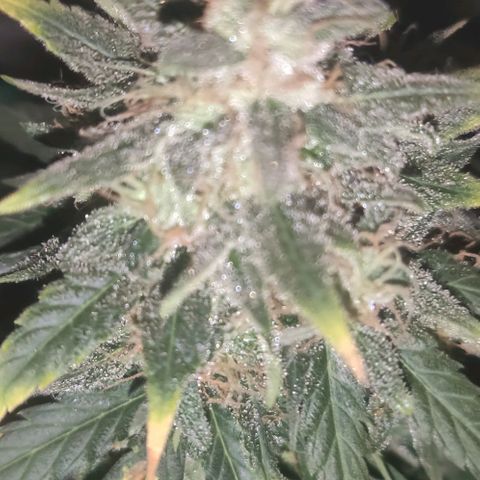 Tutan growlog timeline photo