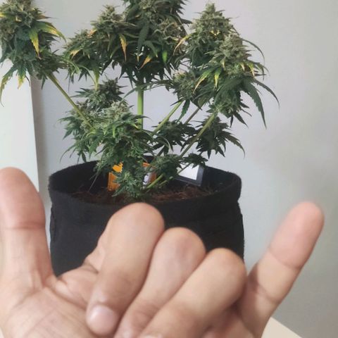 Tutan growlog timeline photo