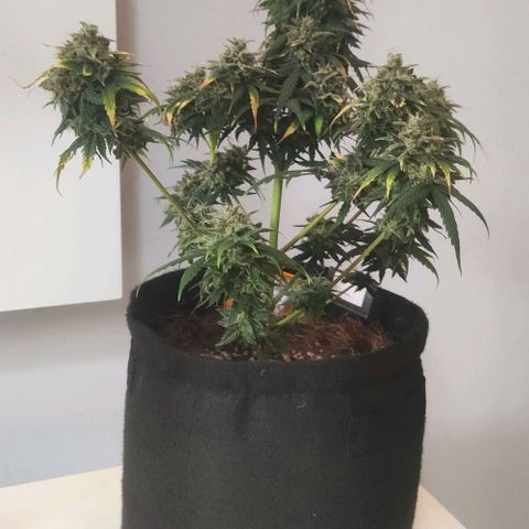 Tutan growlog timeline photo