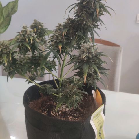 Tutan growlog timeline photo