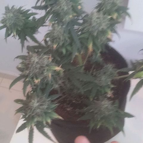 Tutan growlog timeline photo