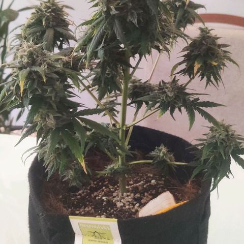 Tutan growlog timeline photo
