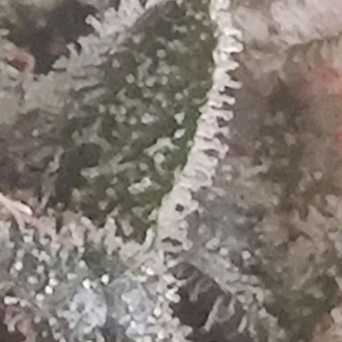 Tutan growlog timeline photo