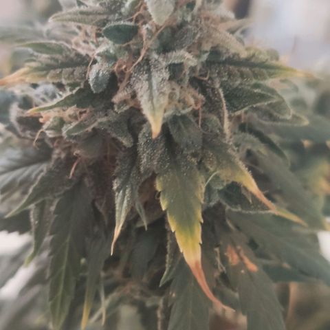 Tutan growlog timeline photo