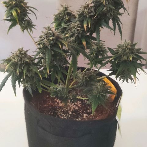 Tutan growlog timeline photo