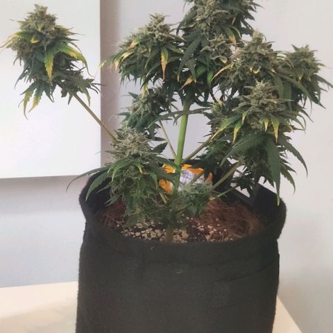 Tutan growlog timeline photo