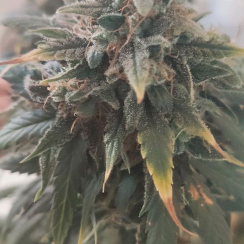 Tutan growlog timeline photo