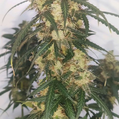 Tutan growlog photo: 11 semanas de flora.
Última semana com Fertilizantes