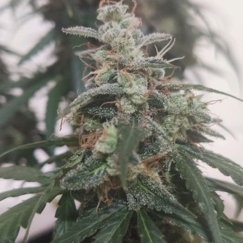 Tutan growlog photo: 11 semanas de flora.
Última semana com Fertilizantes