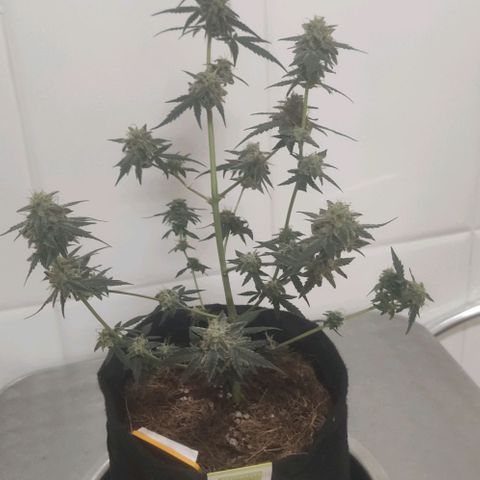 Tutan growlog photo: 11 semanas de flora.
Última semana com Fertilizantes
