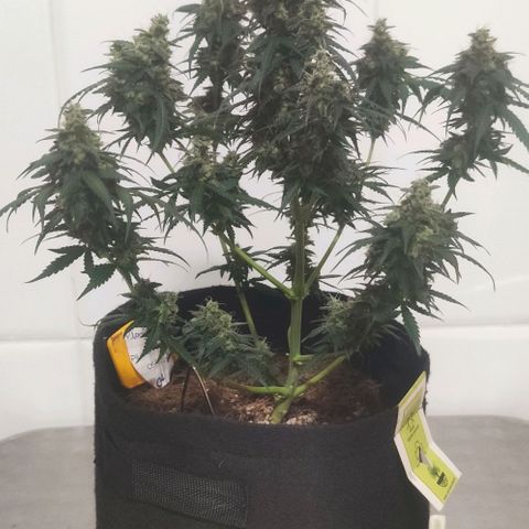 Tutan growlog photo: 11 semanas de flora.
Última semana com Fertilizantes