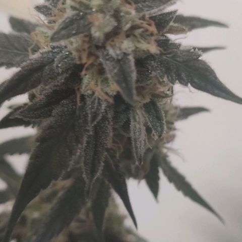 Tutan growlog photo: 11 semanas de flora.
Última semana com Fertilizantes