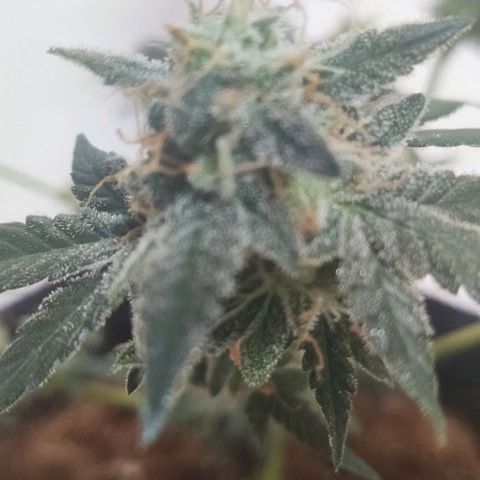 Tutan growlog photo: 11 semanas de flora.
Última semana com Fertilizantes