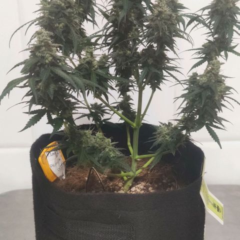 Tutan growlog photo: 11 semanas de flora.
Última semana com Fertilizantes