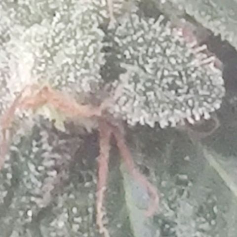 Tutan growlog photo: 11 semanas de flora.
Última semana com Fertilizantes