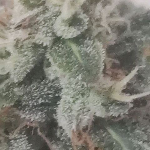 Tutan growlog photo: 11 semanas de flora.
Última semana com Fertilizantes