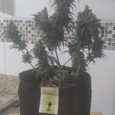 Tutan growlog timeline photo