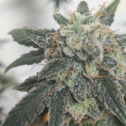 Tutan growlog timeline photo