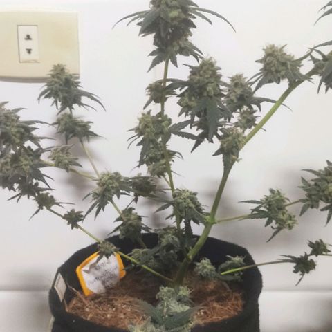 Tutan growlog photo: Secando os 3 vasos de auto tutankhamon.
Aguardando para cura.