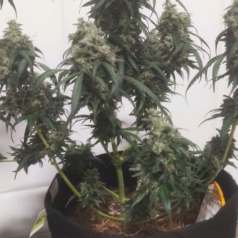 Tutan growlog photo: Secando os 3 vasos de auto tutankhamon.
Aguardando para cura.