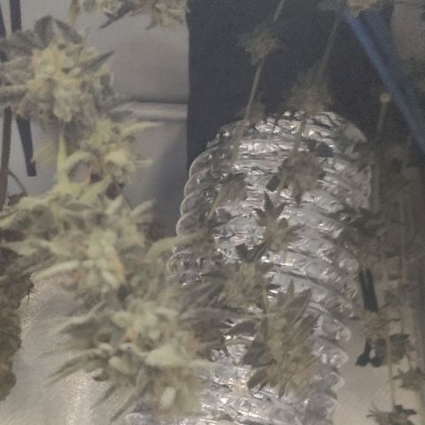 Tutan growlog photo: Secando os 3 vasos de auto tutankhamon.
Aguardando para cura.