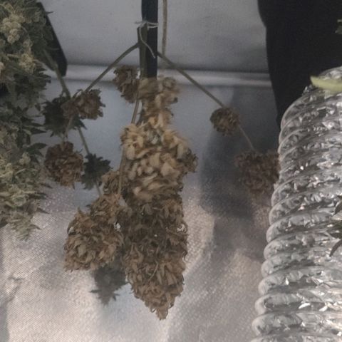Tutan growlog photo: Secando os 3 vasos de auto tutankhamon.
Aguardando para cura.