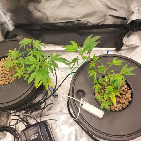 Sleepy Joe growlog timeline photo