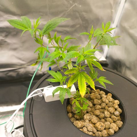 Sleepy Joe growlog timeline photo