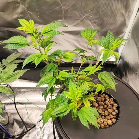 Sleepy Joe growlog timeline photo