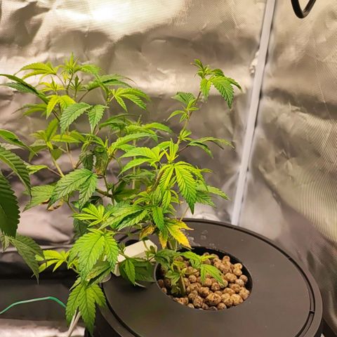 Sleepy Joe growlog timeline photo