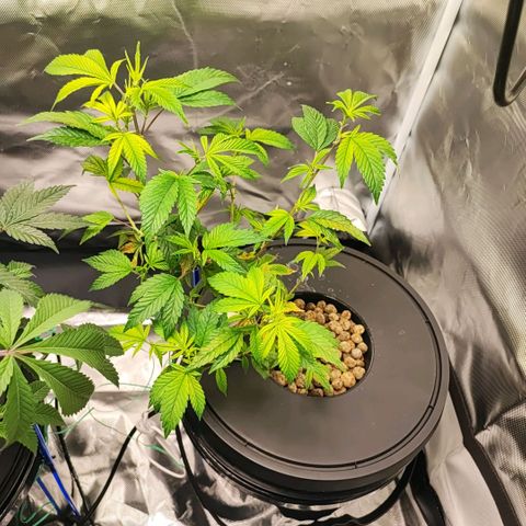 Sleepy Joe growlog timeline photo