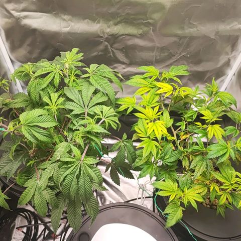 Sleepy Joe growlog timeline photo